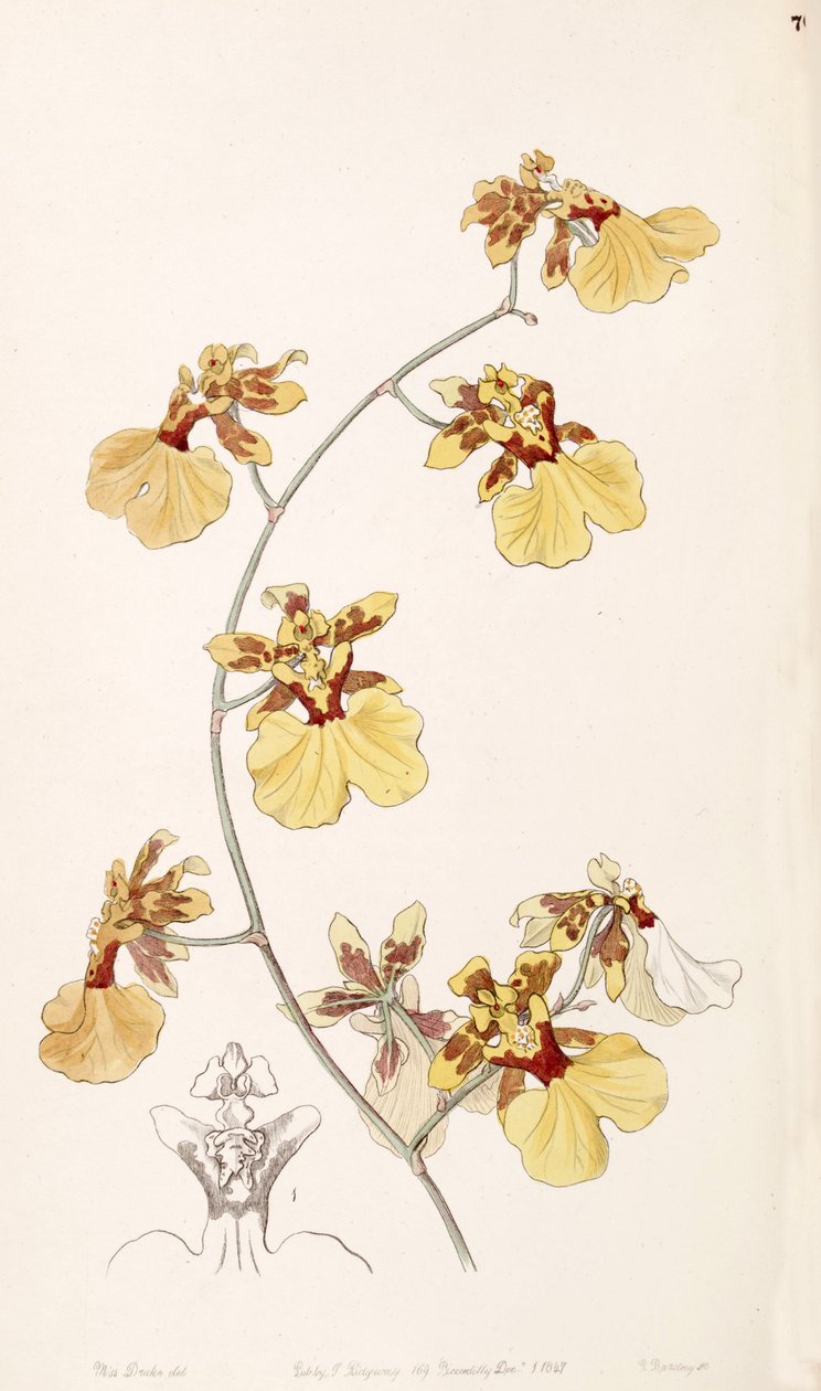 Oncidium reflexum door Miss Drake