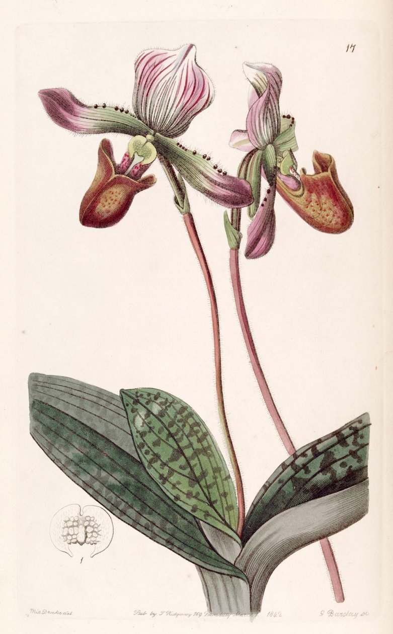Paphiopedilum barbatum door Miss Drake