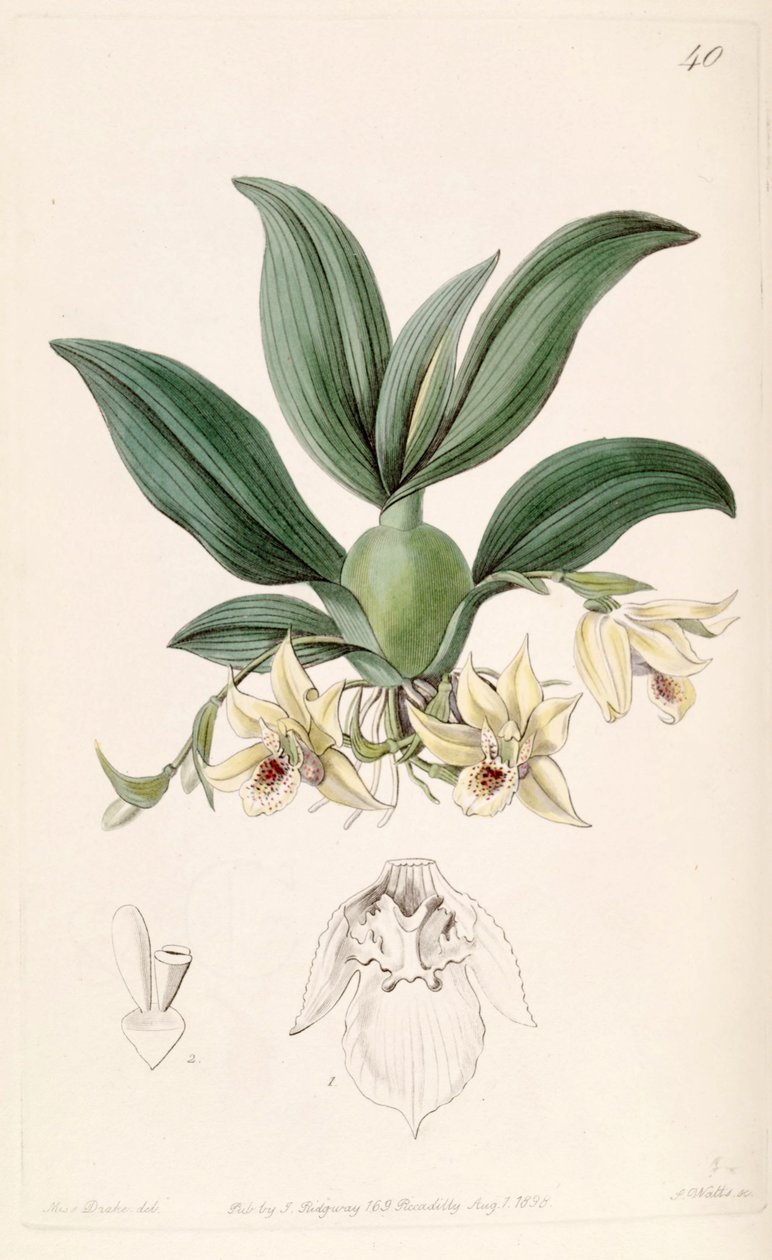 Promenaea rollissonii (als syn. Maxillaria rollissonii) door Miss Drake