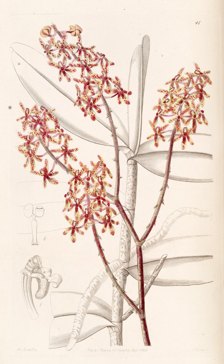 Renanthera matutina door Miss Drake