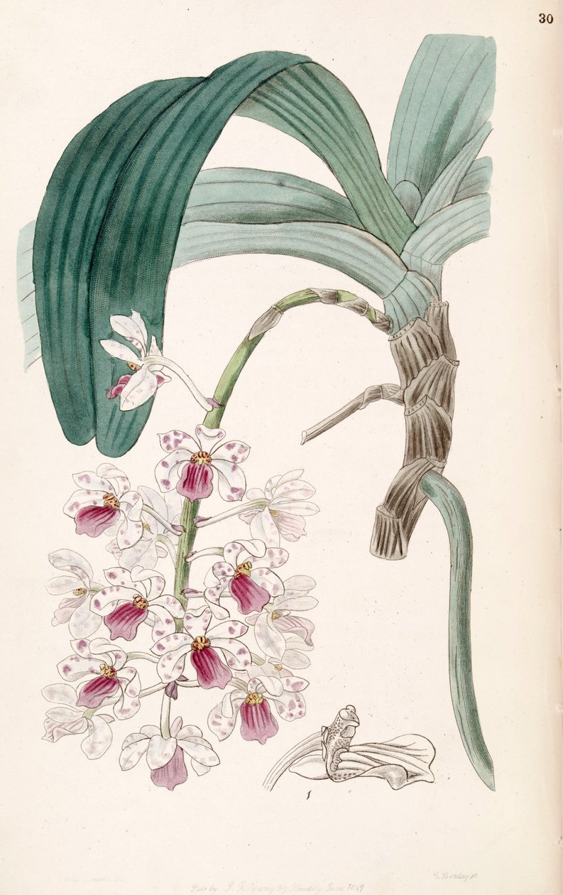 Rhynchostylis gigantea subsp. violacea door Miss Drake