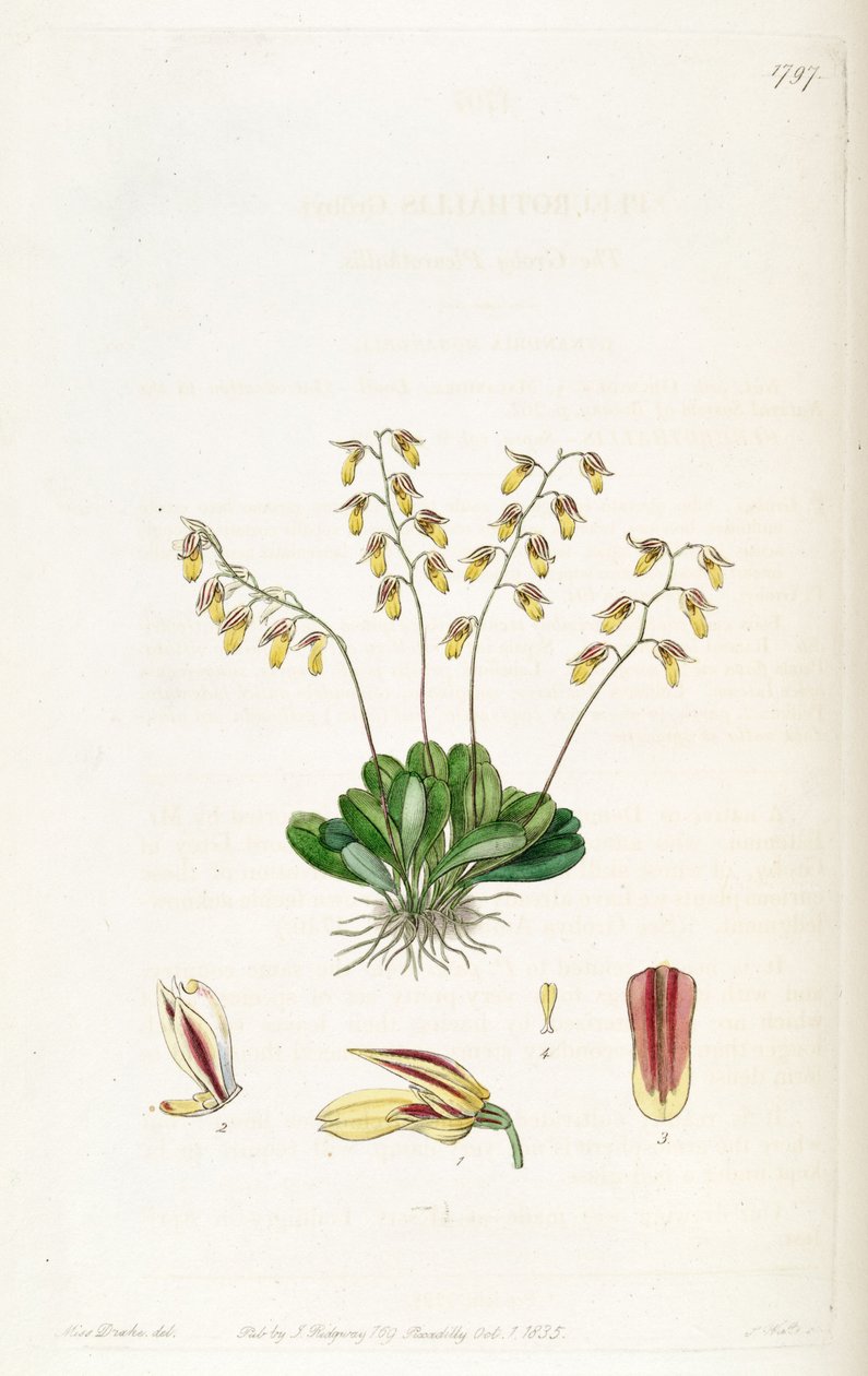 Specklinia grobyi door Miss Drake