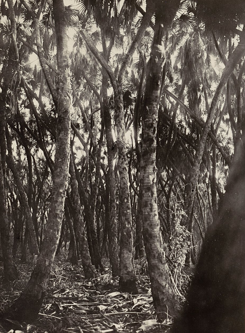 Een bos van Dum palmen, 09/05/1936 door Modestino Baldinetti