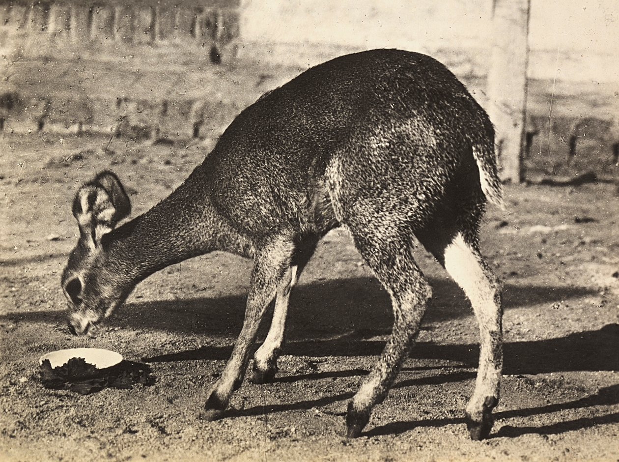 Een antilope, 09/05/1936 door Modestino Baldinetti