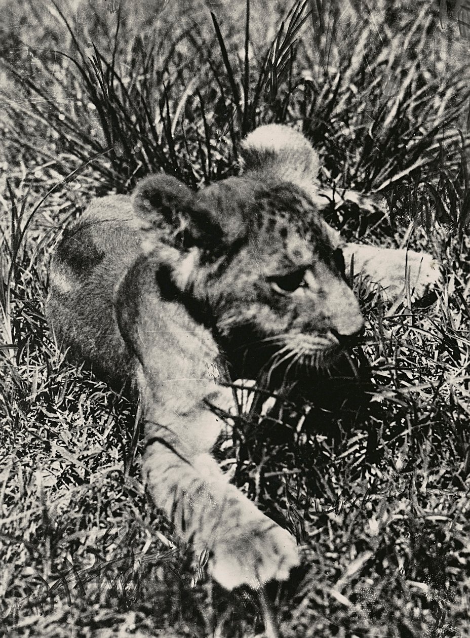 Een voorbeeld van een jonge leeuw, 09/05/1936 door Modestino Baldinetti