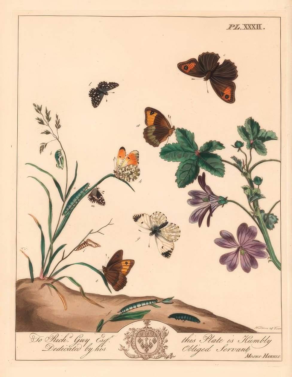 Weidebruine vlinder, Maniola jurtina, houtdame of oranje tip, Anthocharis cardamines, en geruite skipper, Pyrgus alveolus door Moses Harris