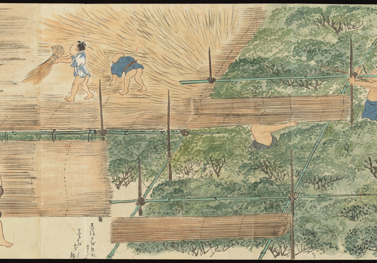 Illustraties van Uji theeproductie door Motonari Sait?