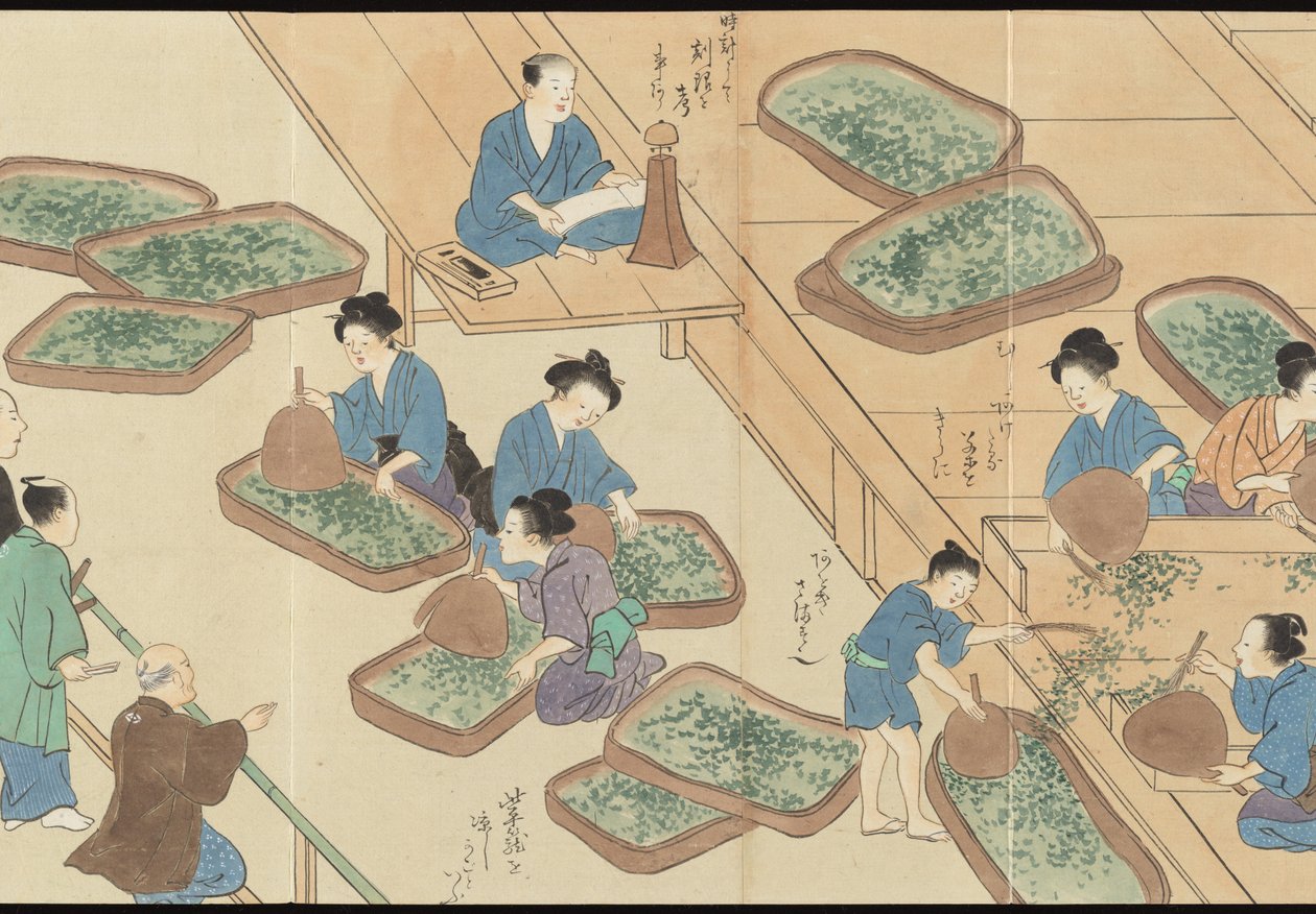 Illustraties van Uji theeproductie door Motonari Sait?
