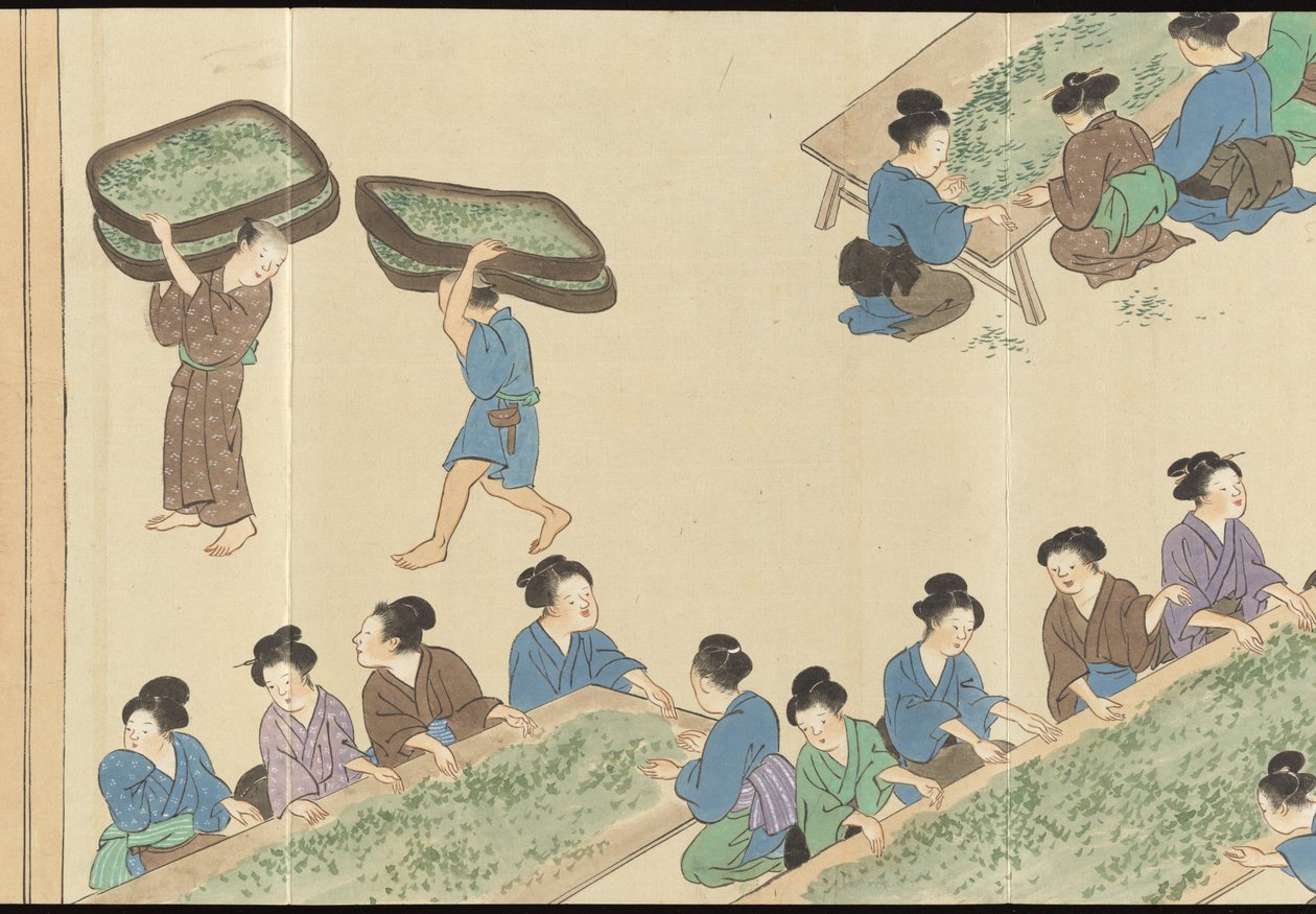 Illustraties van Uji theeproductie door Motonari Sait?