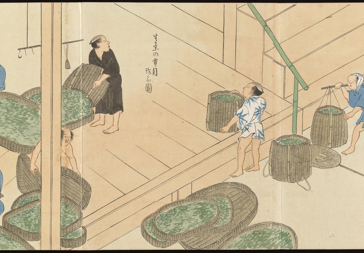 Illustraties van Uji theeproductie door Motonari Sait?