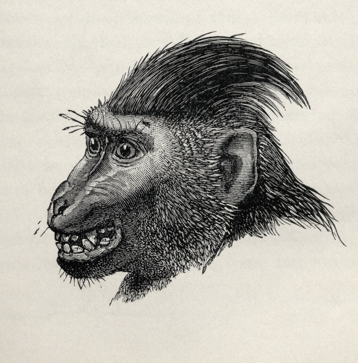 Cynopithecus niger wanneer hij geaaid wordt, uit Charles Darwin