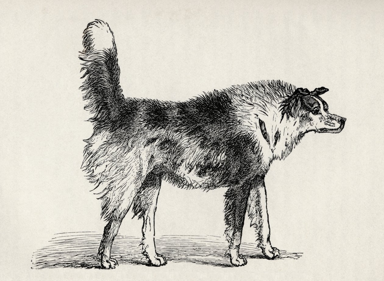 Halfbloed Herderhond met vijandige bedoelingen, uit Charles Darwin