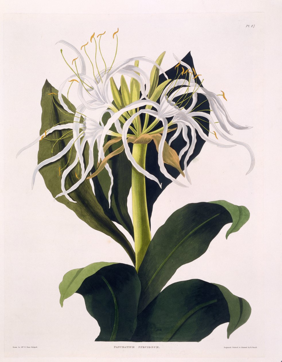 Pancratium Speciosum, Plaat 47 uit 