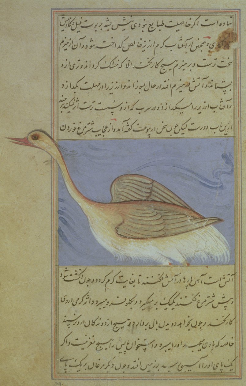 Een Zwaan, uit Nuzhat-Namah IAlai door Mughal School