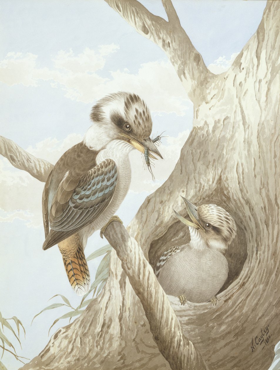 Kookaburra