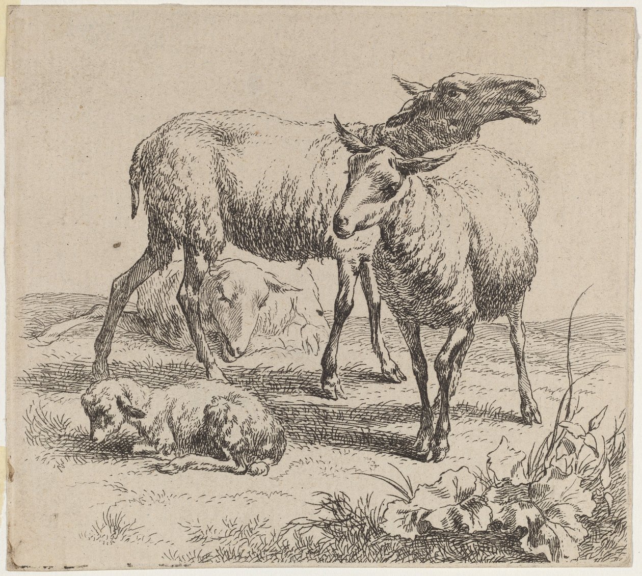 Drie schapen en een lam door Nicolaes Pietersz Berchem