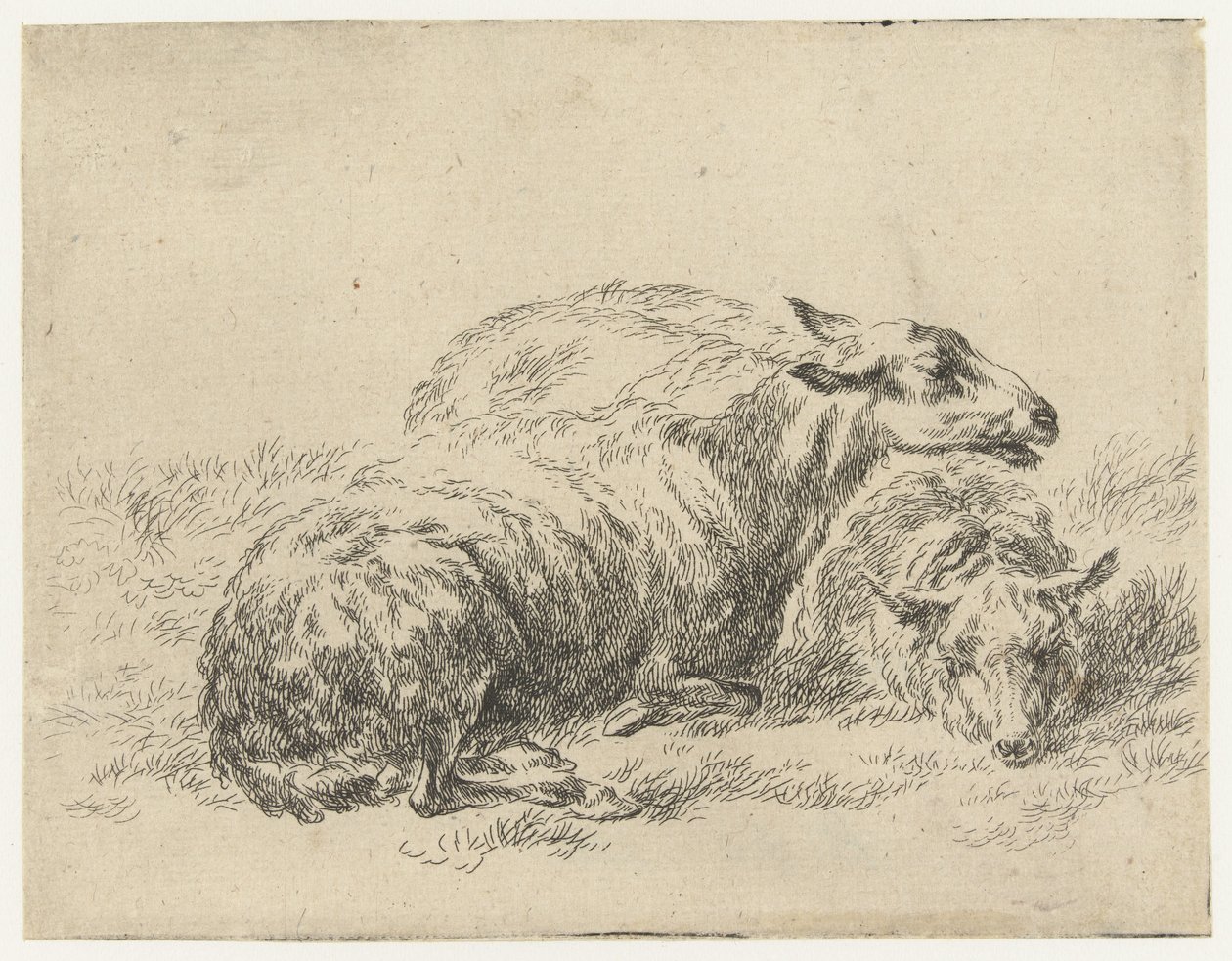 Twee liggende schapen door Nicolaes Pietersz Berchem