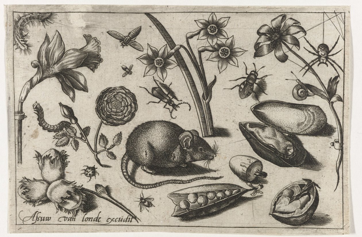Bloemen, een muis, insecten en een mossel door Nicolaes de Bruyn (possibly)