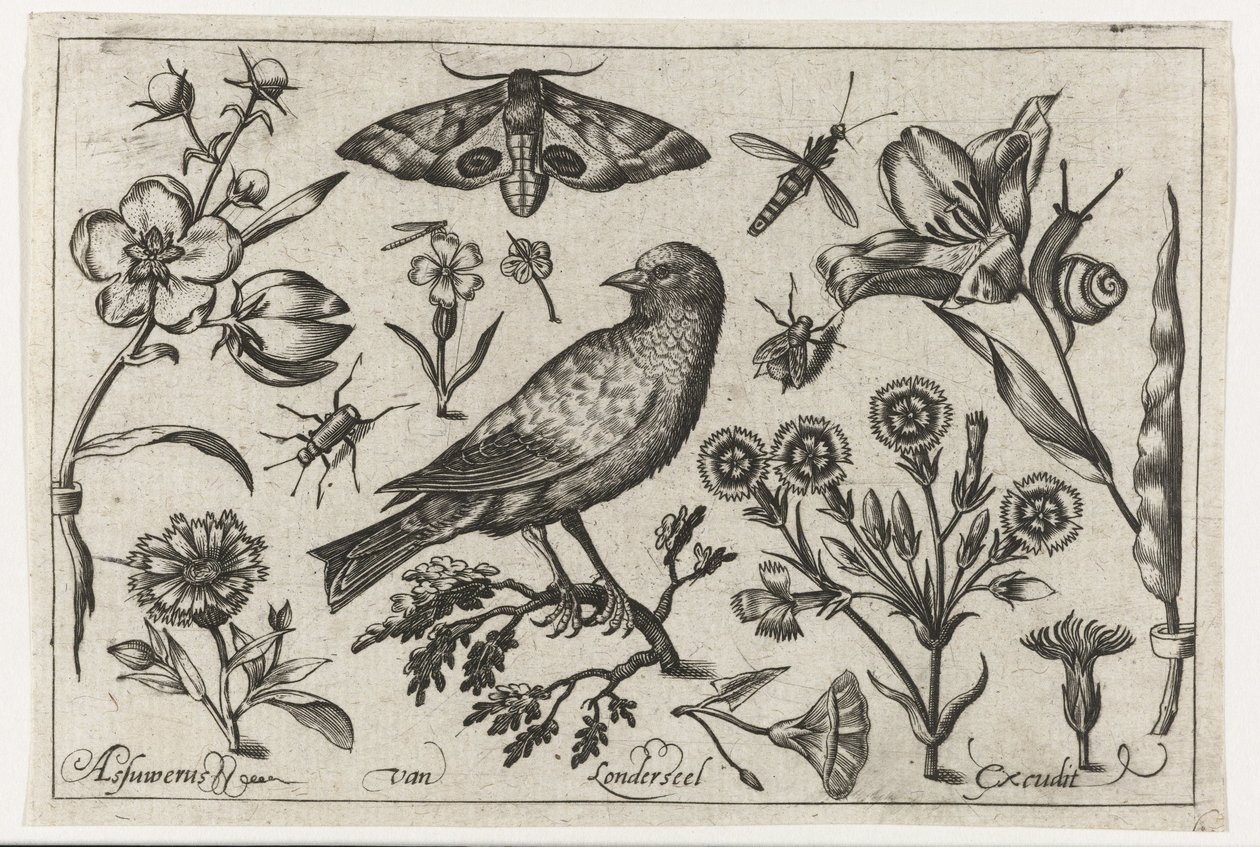 Bloemen, insecten, nachtpauwoog en een kraai door Nicolaes de Bruyn (possibly)