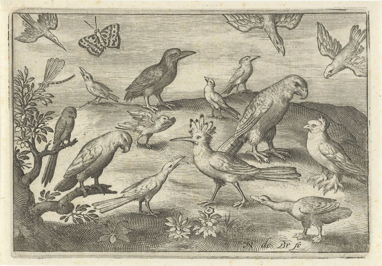 Hop en andere vogels door Nicolaes de Bruyn