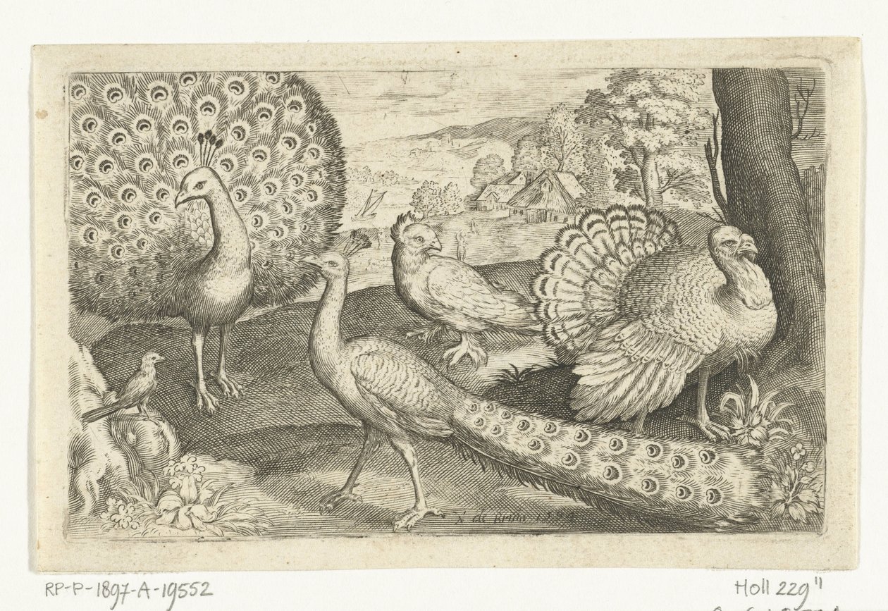 Twee pauwen en kalkoen door Nicolaes de Bruyn