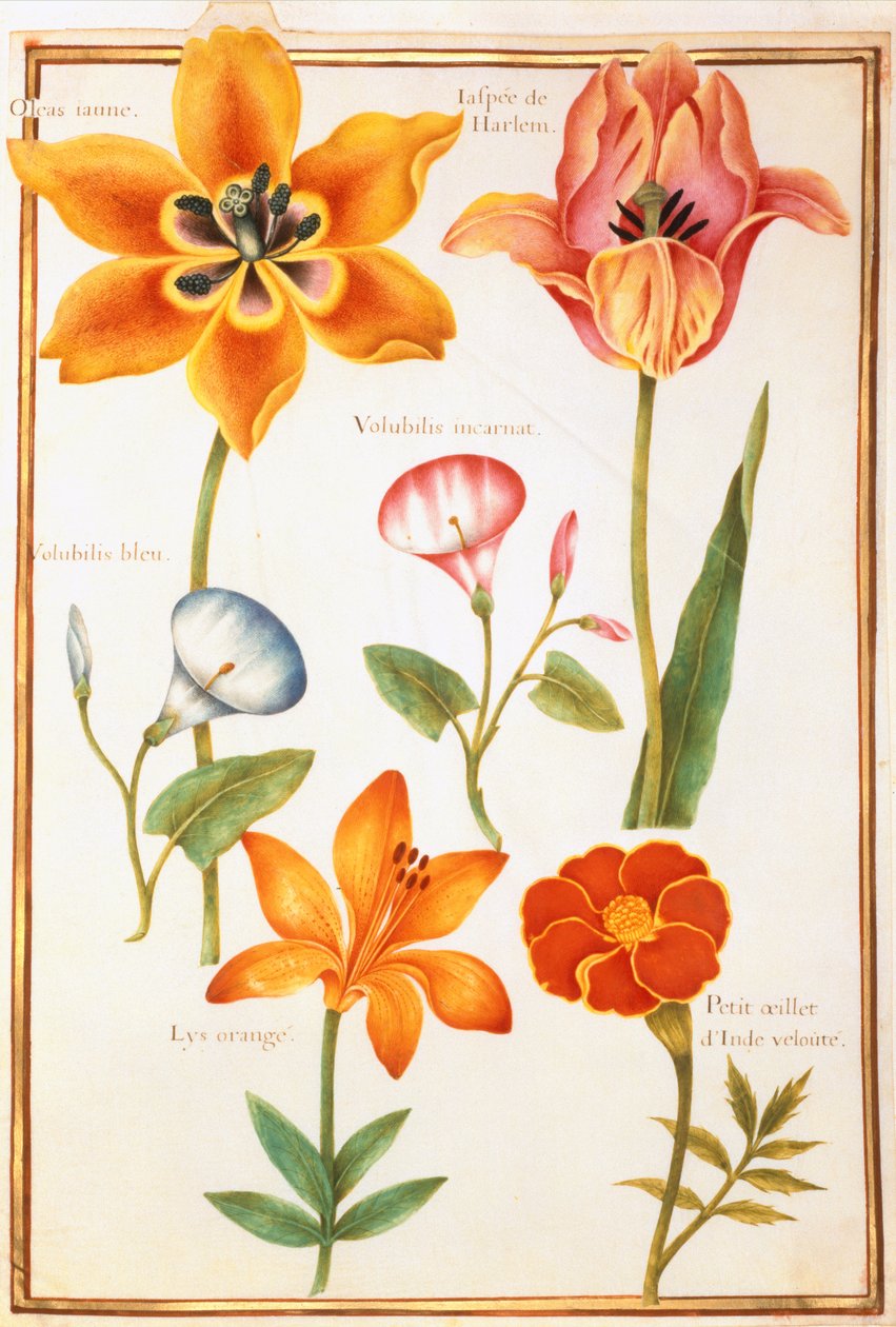PD.109-1973.f26 Twee Tulpen, Winde, Lilium Bulbiferum en Franse Goudsbloem door Nicolas Robert