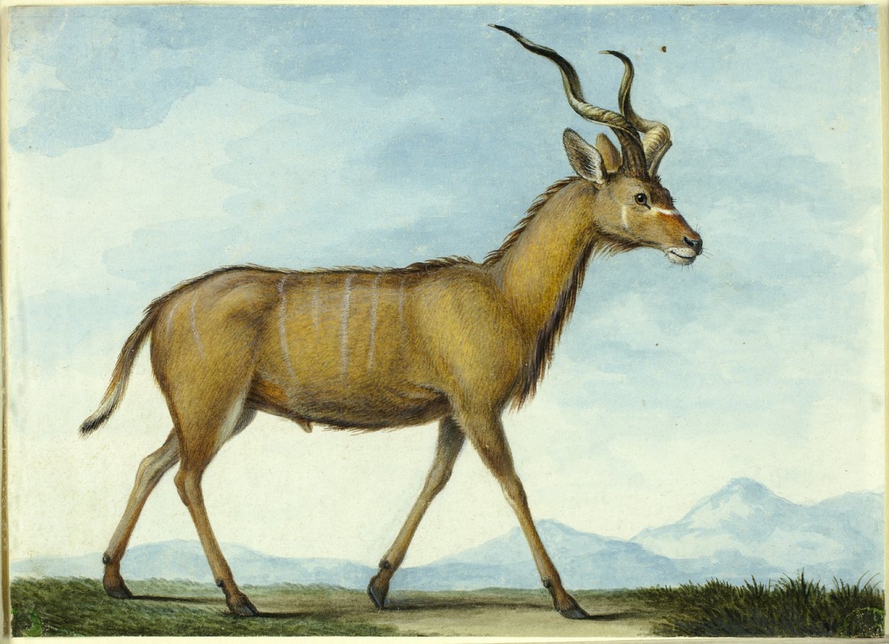 Een koedoe door Nicolas Hüet the Younger