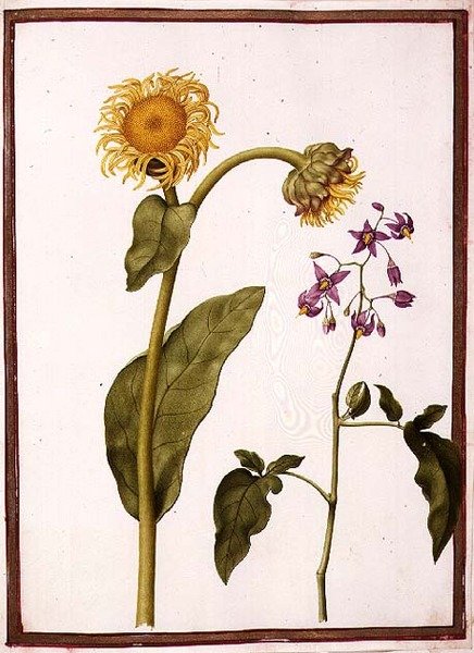 PD.109-1973.f11 (LtoR) Inula Helenium Decampanr en Solanum dulcamara (Bittersweet) door Nicolas Robert
