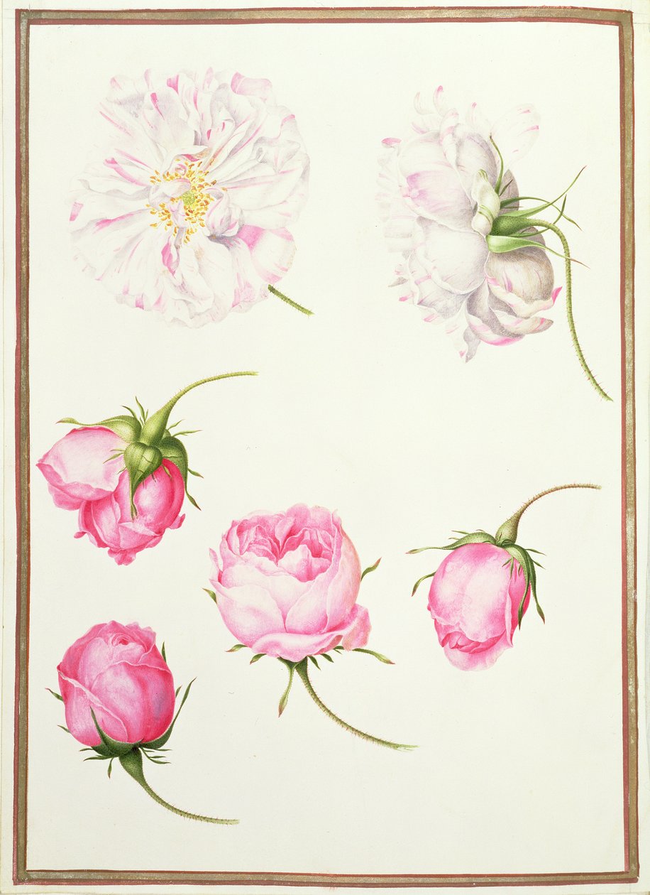 Zes Hoofden van Oude Mode Rozen door Nicolas Robert