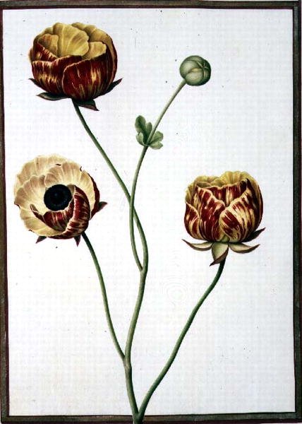 Ranunculus Asiaticus door Nicolas Robert
