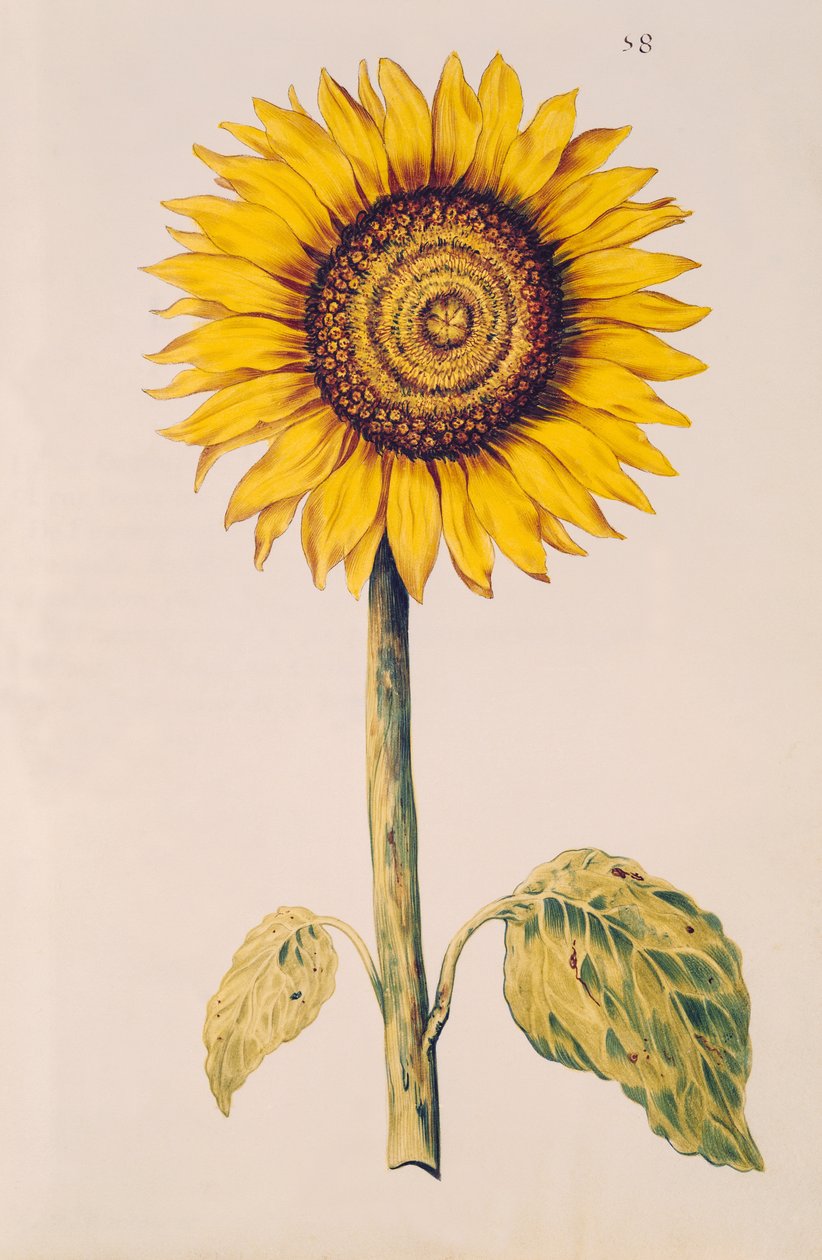 Zonnebloem of Helianthus, uit 