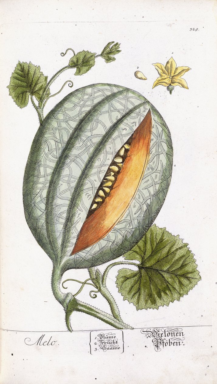 Een Meloen, c.1750-1765 door Nikolaus Friedrich Eisenberger