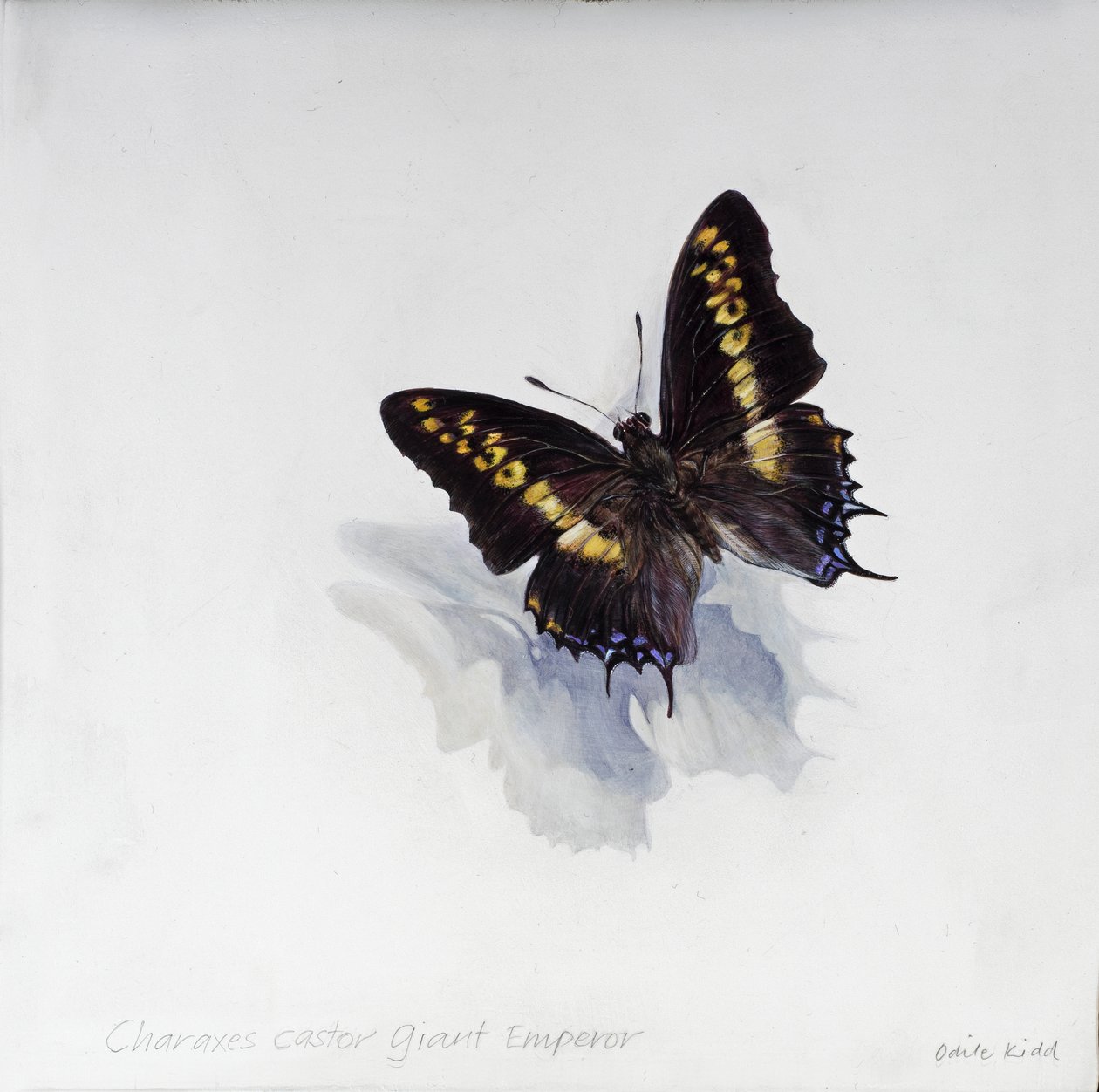 Charaxes castor, reuzenkeizer, 2014 (acryl op gegessuurd hout) door Odile Kidd