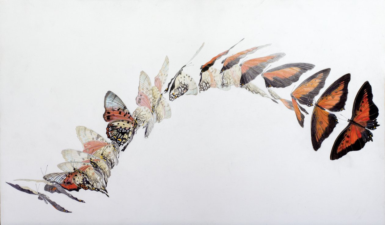 Charaxes zingha vluchtpatroon, 2016 (acryl op gegessuurd hout) door Odile Kidd