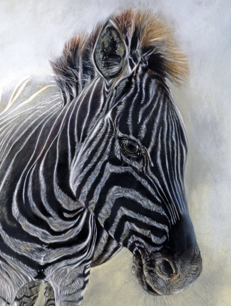 Equus burchelli 1 (detail), 2009 (houtskool, conte  krijtpastel op Bockingford-papier) door Odile Kidd