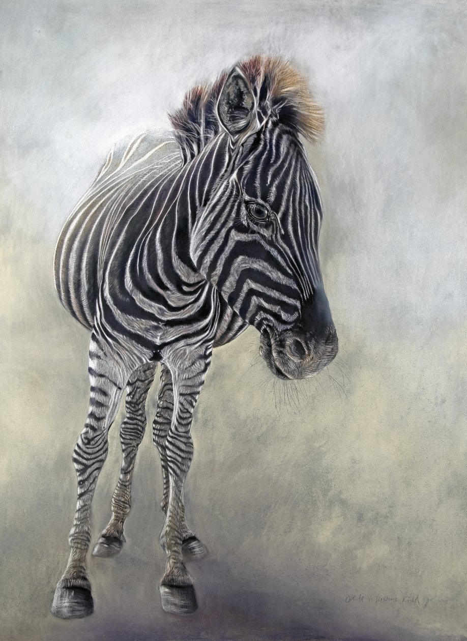 Equus burchelli 1, 2009 (houtskool, conte  krijtpastel op Bockingford papier) door Odile Kidd