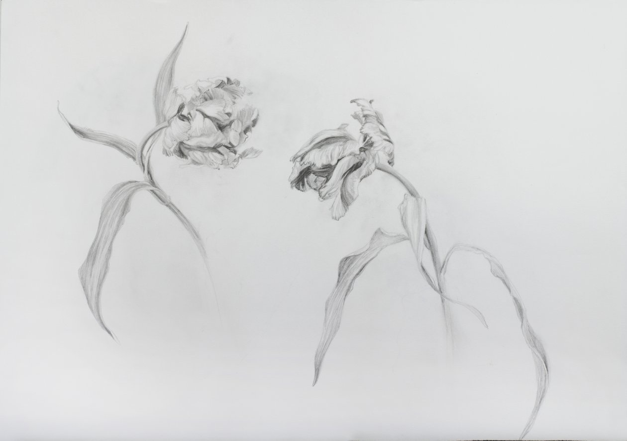 Estella rijnveld 3, 2017 (potlood op patroonpapier) door Odile Kidd