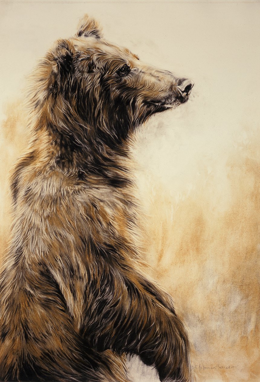 Grizzly Bear 2, 2002 (carbonpotlood, houtskool  krijt) door Odile Kidd