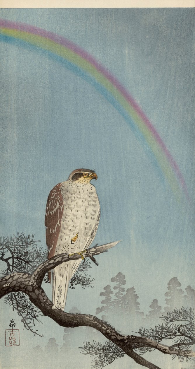 Havik op een dennenboom met een regenboog erboven door Ohara Koson