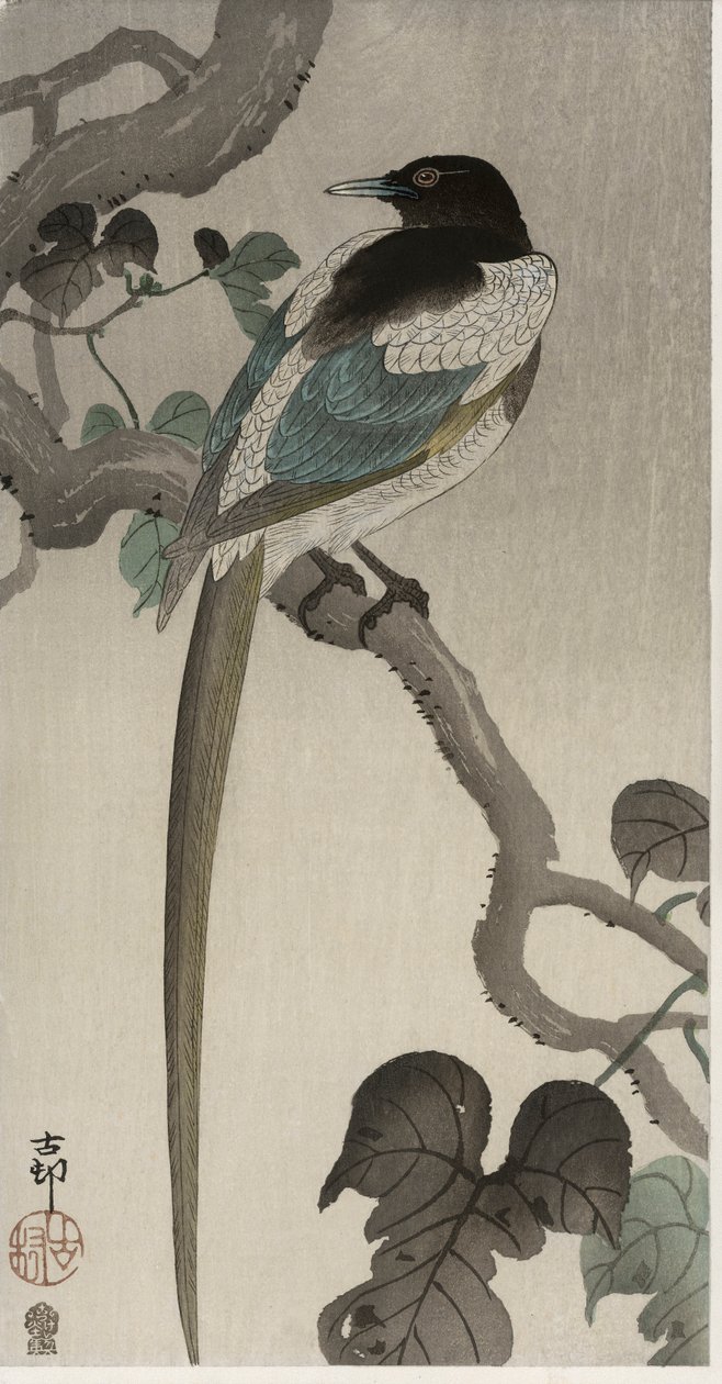 Ekster op een Pauwlonia tak (kleur houtsnede) door Ohara Koson