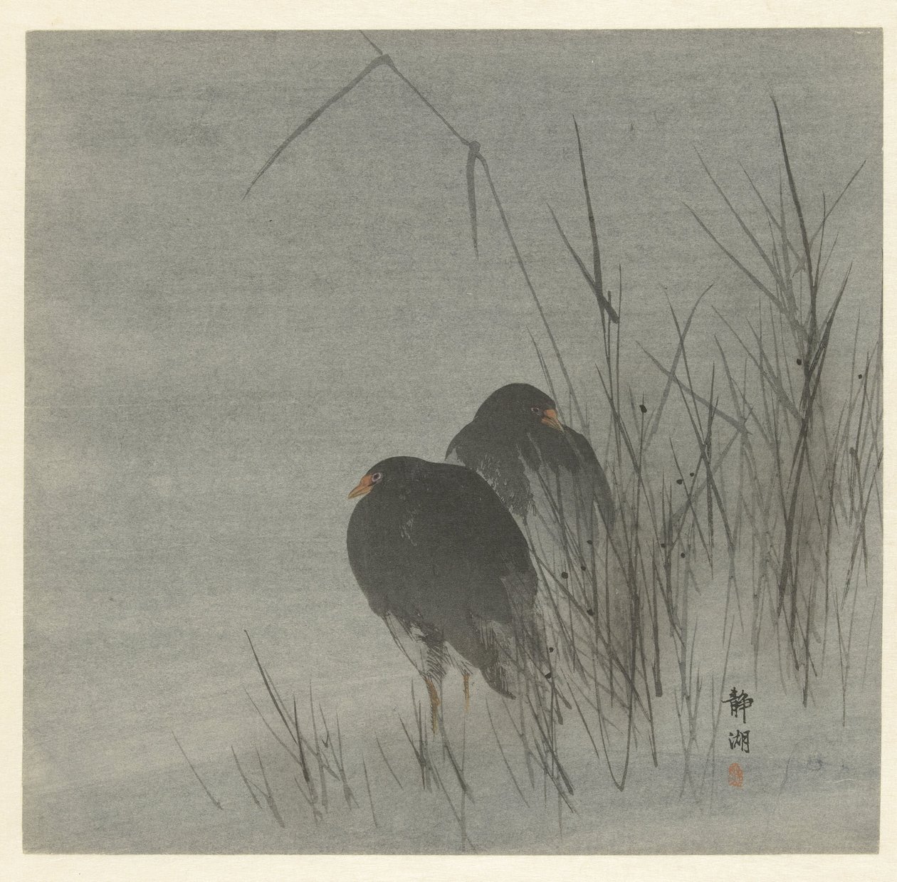 Twee meerkoeten tussen riet door Okuhara Seiko