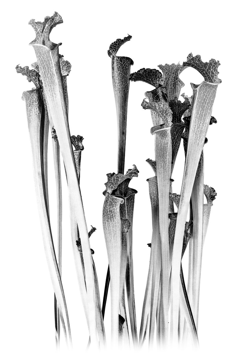 Vleesetend, 2020 (digitale gemengde techniek) door Olivia Gozzano