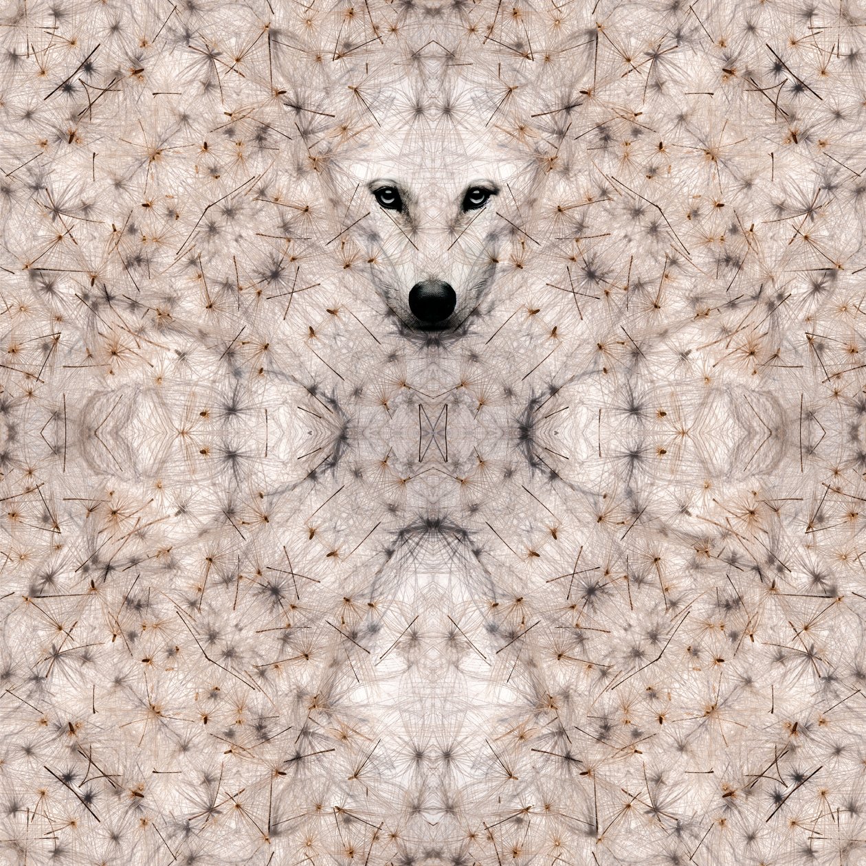 Semi lupus, 2023 (digitale gemengde techniek) door Olivia Gozzano