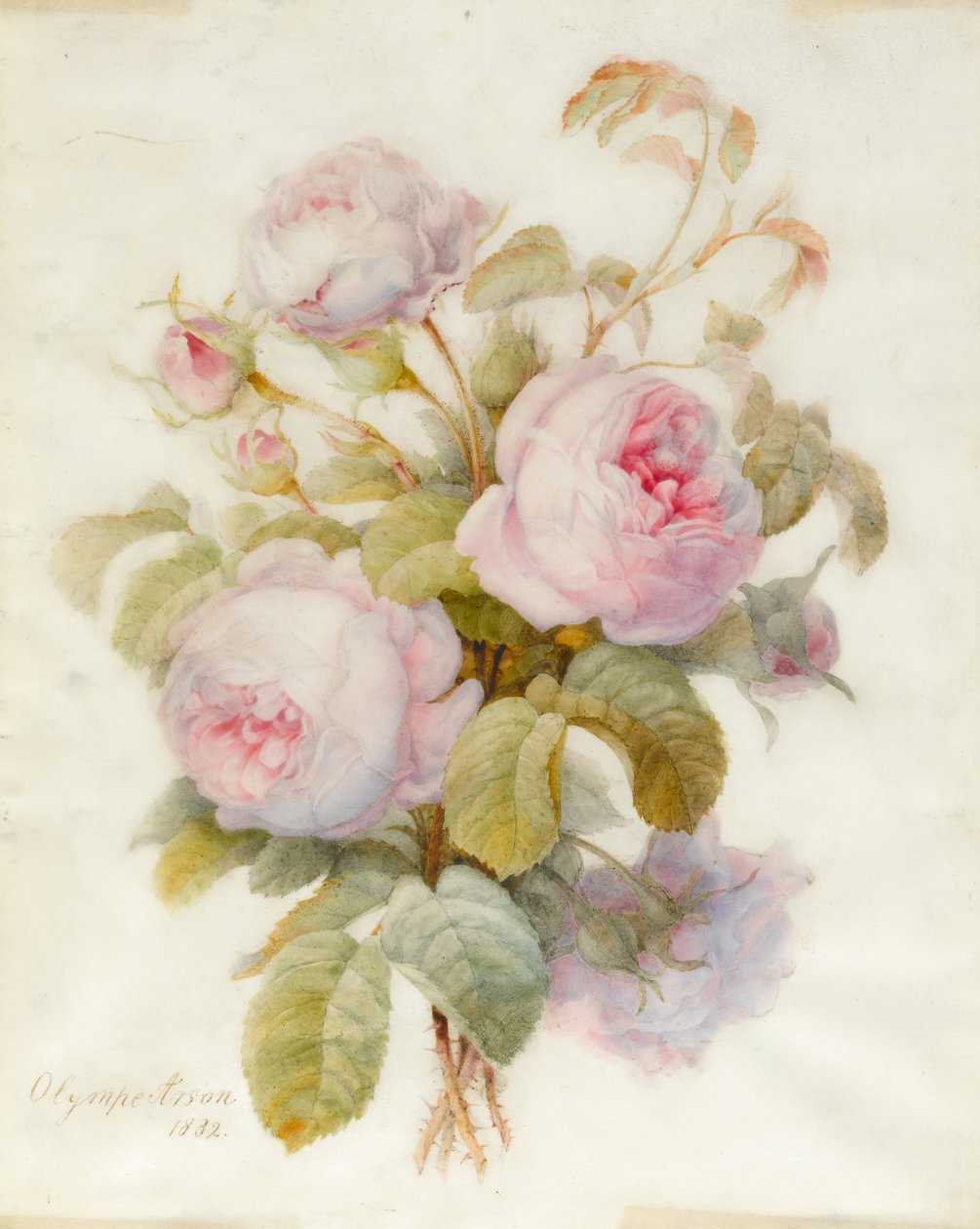 Bosje Centifolio Rozen, 1832 door Olympe Arson