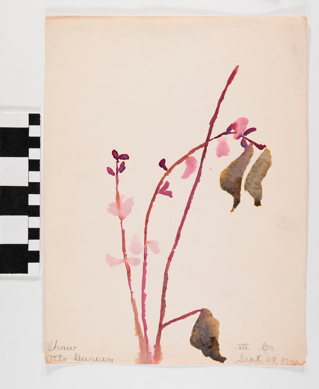 Aquarel op papier van roze bloemen met bruine stelen door Otto Burian