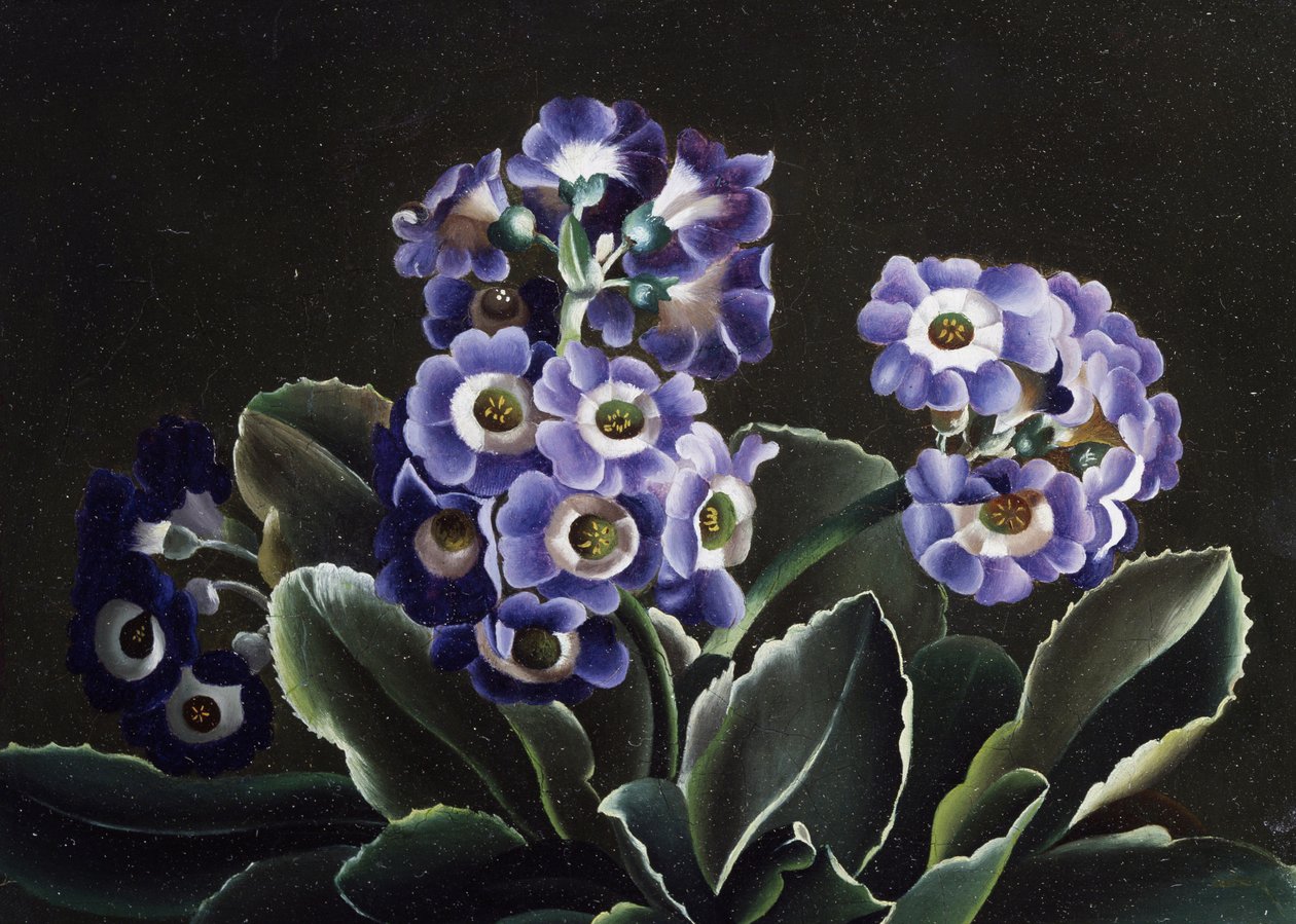 Stilleven van primula