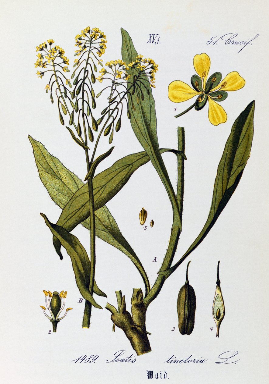 Bladeren, vruchten en bloemen van Wede (Isatis tinctoria), uit Flora von Deutschland, Osterreich und der Schweiz door Otto Wilhelm Thome