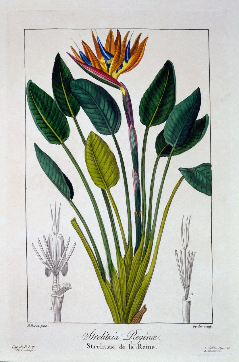 Paradijsvogel of Kraanvogelbloem, pub. 1836 door Panacre Bessa