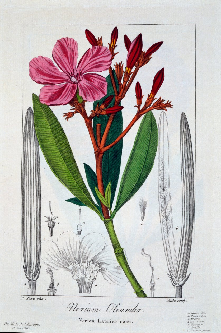 Nerium oleander, 1836 door Pancrace Bessa