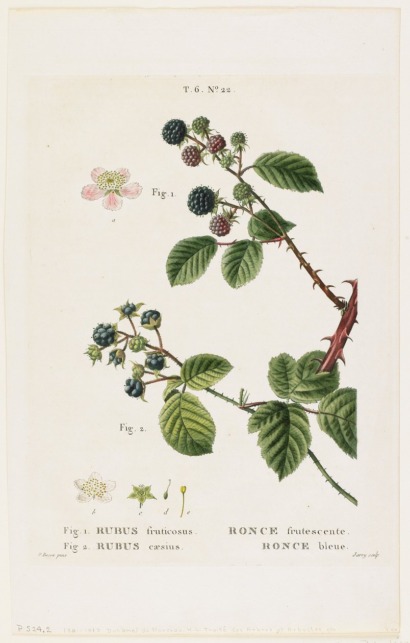 Ronce frutescente. Ronce bleue, uit Traites des Arbres et Fruitiers, 1801-19 door Pancrace Bessa
